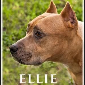 Meet your Posher, Diana